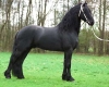 Beautiful, Experienced Tall Ster Friesian Gelding